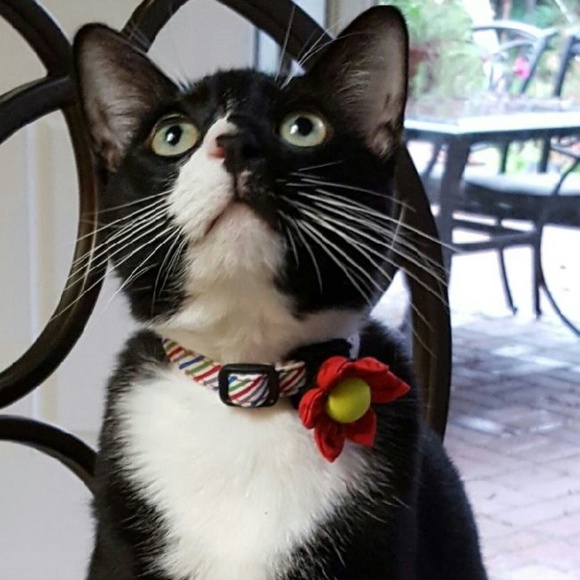 Meet your Posher, Jessica - Picture 2 of 4